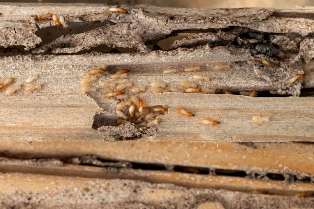 Best Residential Pest Control  in Palmetto, GA