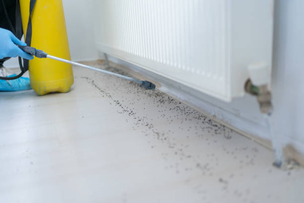 Best Rat Extermination Near Me  in Palmetto, GA
